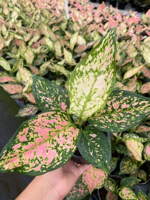4" Aglaonema Katrina